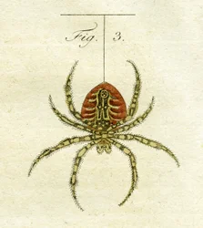 Illustration of a Spider